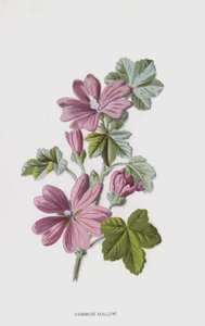 Malva Comum (cromolitho) de Frederick Edward Hulme