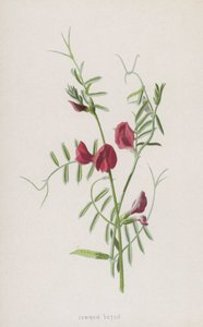 Ervilhaca comum (cromolitho) de Frederick Edward Hulme