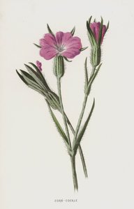 Milho-berbigão (cromolito) de Frederick Edward Hulme