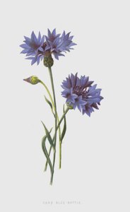 Garrafa de Milho Azul (Cromolitho) de Frederick Edward Hulme