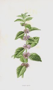 Menta de milho (cromolitho) de Frederick Edward Hulme