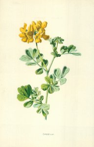 Chaplet de Frederick Edward Hulme