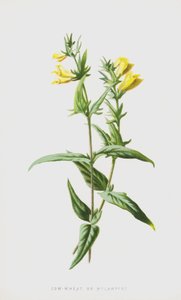 Vaca-Trigo ou Melampyre (cromolitho) de Frederick Edward Hulme
