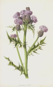Cardo rastejante (chromolitho) de Frederick Edward Hulme