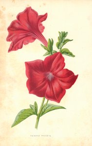 Petúnia Carmesim de Frederick Edward Hulme