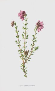 Charneca com folhas cruzadas (chromolitho) de Frederick Edward Hulme