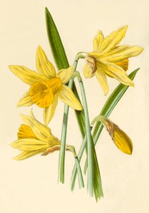 Narciso, 1877.