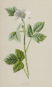 Orvalho-Berry (cromolito) de Frederick Edward Hulme
