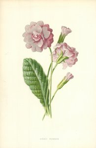 Prímula dupla de Frederick Edward Hulme