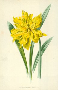 Narciso Duplo Trompete de Frederick Edward Hulme