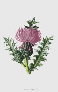 Cardo anão (cromolito) de Frederick Edward Hulme