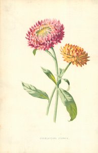 Flor eterna