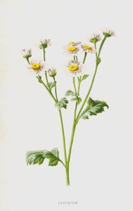 Feverfew (cromolitho) de Frederick Edward Hulme
