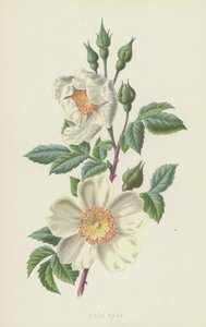 Rosa de campo (chromolitho) de Frederick Edward Hulme