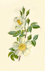 Campo Rosa, 1877.
