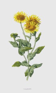 Fleabane (cromolitho) de Frederick Edward Hulme