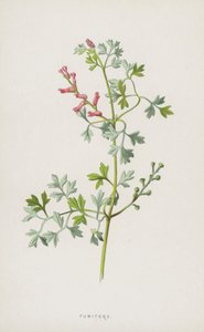 Fumitory (cromolitho) de Frederick Edward Hulme