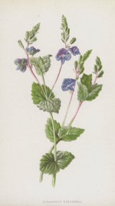 Germander Speedwell (cromolito) de Frederick Edward Hulme