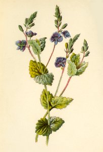 Germander Speedwell, 1877. de Frederick Edward Hulme