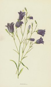 Harebell (cromolitho) de Frederick Edward Hulme