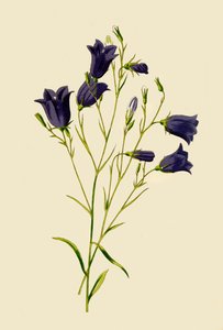 Harebell, 1877. de Frederick Edward Hulme