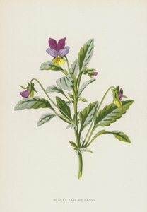 Corações Ease, ou Pansy (chromolitho) de Frederick Edward Hulme