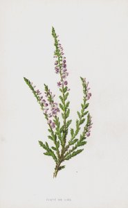 Charneca ou Ling (cromolitho) de Frederick Edward Hulme