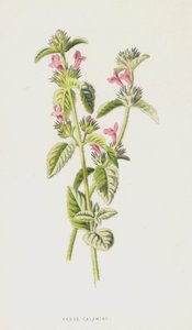 Hedge Calamint (cromolitho) de Frederick Edward Hulme