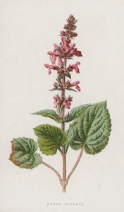 Hedge Stachys (cromolitho) de Frederick Edward Hulme