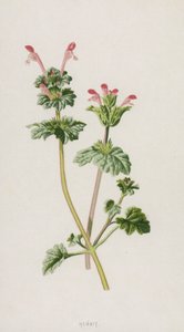 Henbit (cromolito) de Frederick Edward Hulme