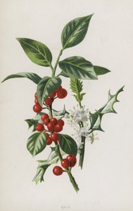 Azevinho (cromolitho) de Frederick Edward Hulme