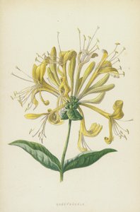 Madressilva (cromolitho) de Frederick Edward Hulme