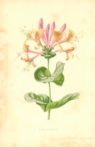 Madressilva de Frederick Edward Hulme