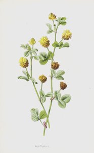 Hop-Trefoil (cromolitho) de Frederick Edward Hulme