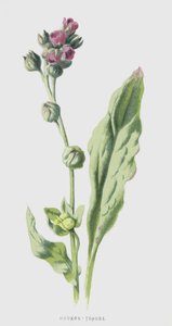 Hounds-Tongue (cromolitho) de Frederick Edward Hulme