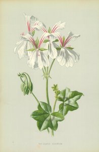 Gerânio Ivy-Com Folhas de Frederick Edward Hulme