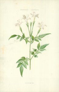 Jessamine de Frederick Edward Hulme