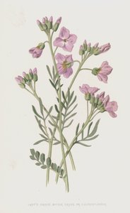 Ladys Smock, Bitter Cress ou Cuckooflower (crromolitho)