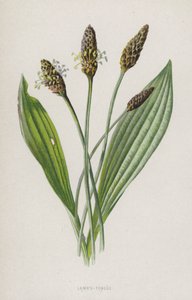 Língua de ovelha (cromolitho) de Frederick Edward Hulme