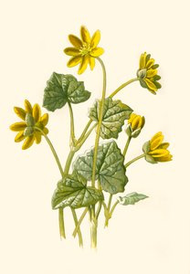 Floresta. de Frederick Edward Hulme