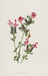 Chocalho Vermelho-menor (cromolito) de Frederick Edward Hulme