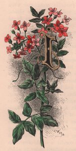Letra I, letra com tampa, gravura em aguarela, cm 10x5, de Frederick Edward Hulme (1841-1909) de The familiar Garden Flower, cerca de 1880 de Frederick Edward Hulme