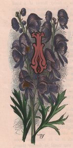 Letra I, letra com tampa, gravura em aguarela, cm 10x5, de Frederick Edward Hulme (1841-1909) de The familiar Garden Flower, cerca de 1880 de Frederick Edward Hulme