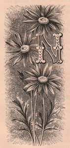 Letra N, letra de boné, gravura, cm 10x5, de Frederick Edward Hulme (1841-1909) de The familiar Garden Flower, circa 1880 de Frederick Edward Hulme