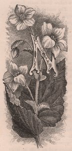 Letra N, letra maiúscula, gravura, cm 10x5, de Frederick Edward Hulme (1841-1909) de The familiar Garden Flower, cerca de 1880 de Frederick Edward Hulme