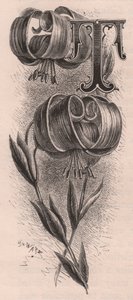 Letra T, letra maiúscula, gravura, cm 10x5, de Frederick Edward Hulme (1841-1909) de The familiar Garden Flower, cerca de 1880 de Frederick Edward Hulme