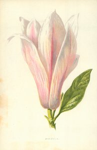 Magnólia de Frederick Edward Hulme