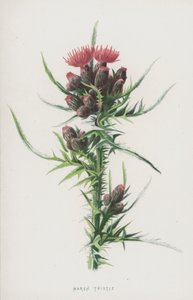 Cardo Marsh (cromolitho) de Frederick Edward Hulme