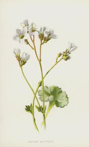 Saxifrage de Prado (cromolitho) de Frederick Edward Hulme