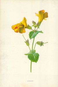 Mimulus de Frederick Edward Hulme
